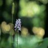 images/blogimages/orchideebollen-2.jpg